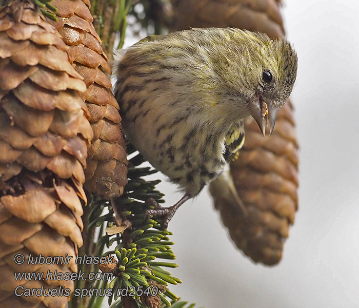 Karabaşlı iskete חרפי Grønnsisik Carduelis spinus