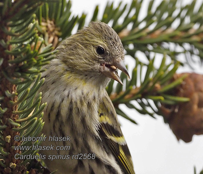 חרפי Grønnsisik Carduelis spinus