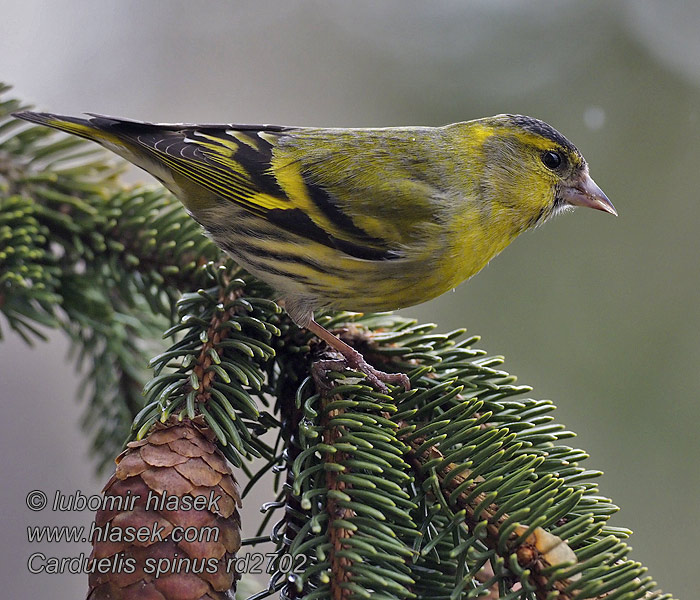 Siskin Carduelis spinus