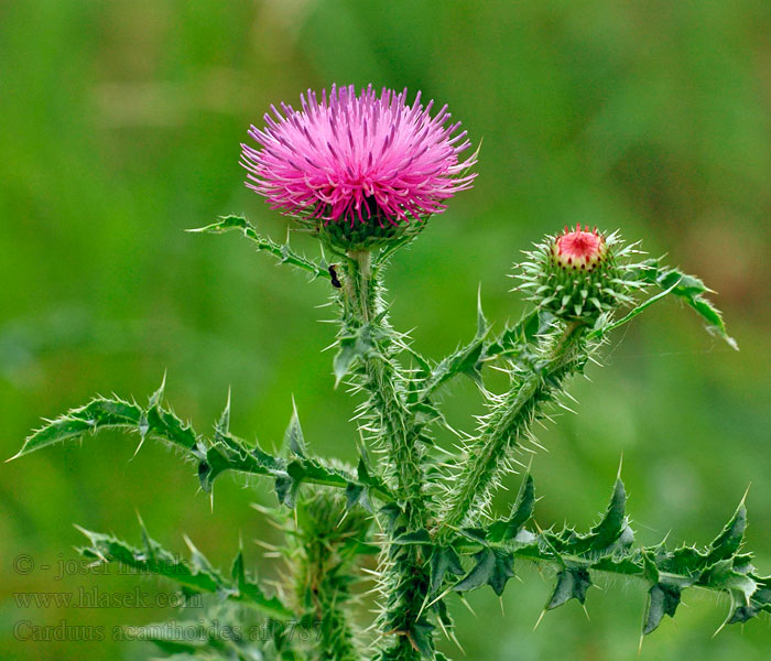 Carduus acanthoides Langstekelige distel Bodlák obecný