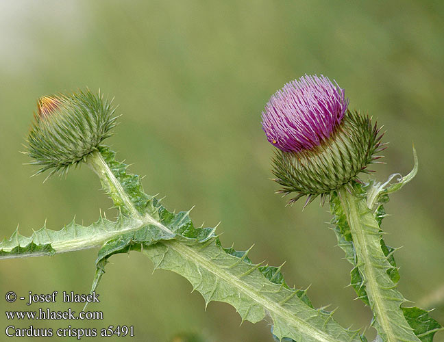 Carduus crispus