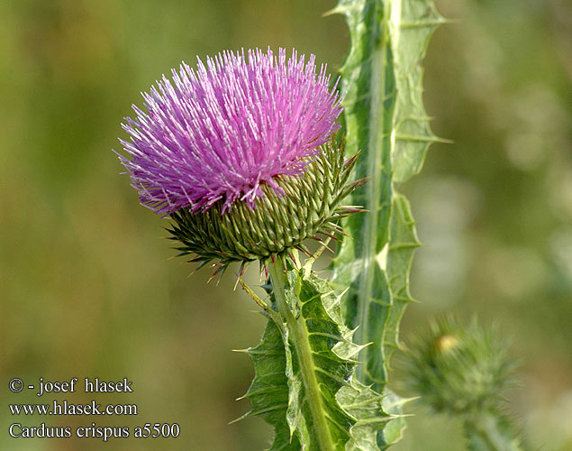 Carduus crispus