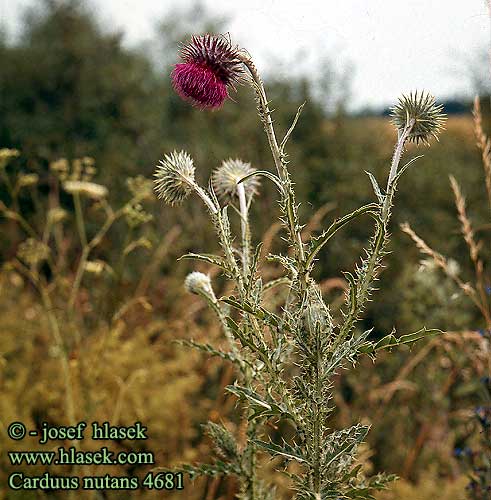 Carduus nutans Musk thistle Nikkende Tidsel nuokkukarhiainen