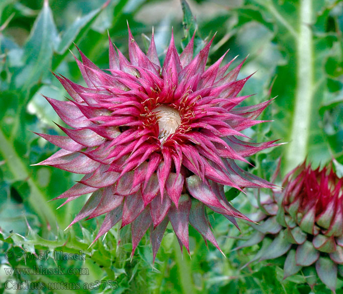 Carduus nutans Chardon penché knikkende distel Cardo rosso