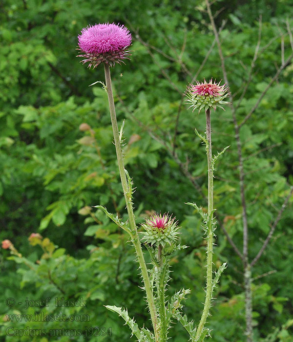 Carduus nutans