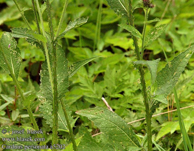 Carduus personata