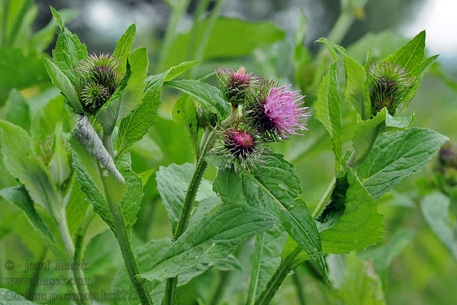 Carduus personata