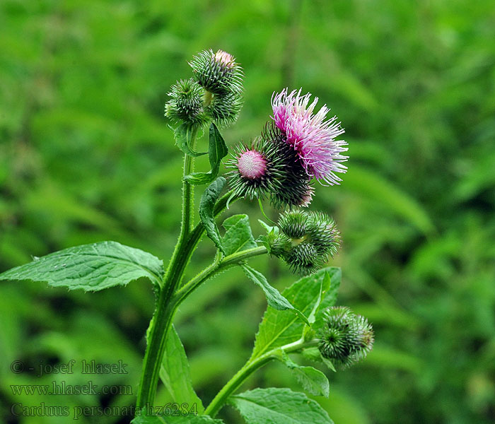 Carduus personata