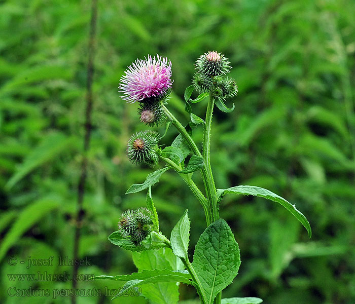 Carduus personata