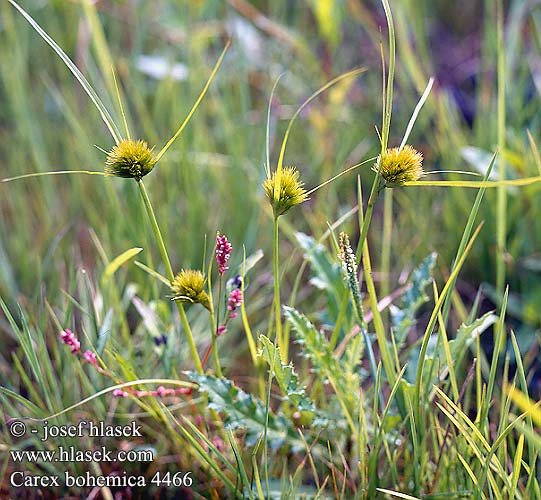 Carex bohemica Bohemian Sedge Mykerösara Laiche Bohême Carice boema