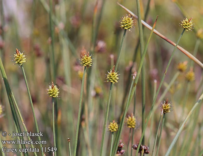 Carex capitata Vignea Capitate sedge Hovudstorr Lettonuppisara