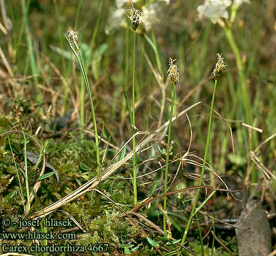 Carex chordorrhiza String Sedge Laiche longs rhizomes Carice rizomi