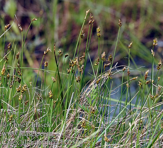 Осока тонкокореневищна Carex chordorrhiza String Sedge