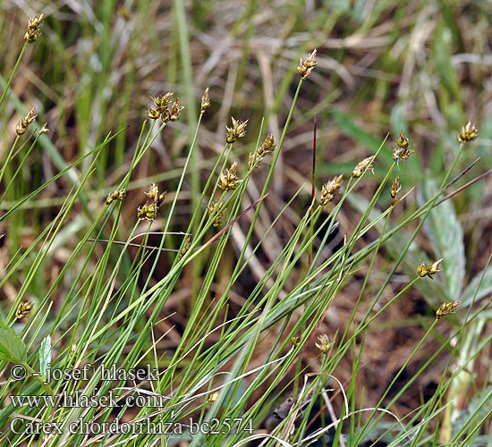 String Sedge Laiche longs rhizomes Carice rizomi allungati