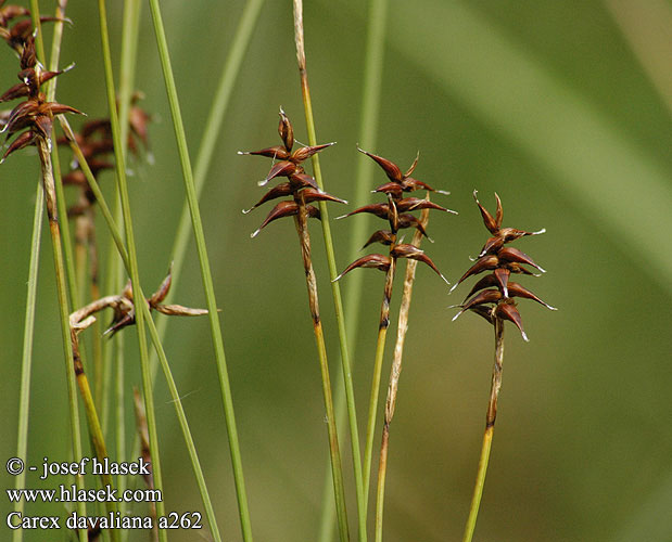 Carex davalliana Laiche Davall Carice Davall Lápi sás Davalls Segge