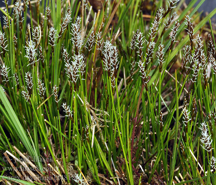 Carex davalliana Davalls Segge Ostřice Davallova