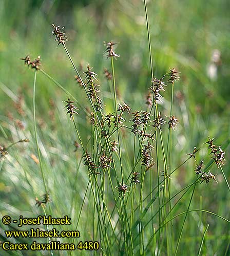 Ostrica davallova Šaš srhki Strävstarr Carex davalliana