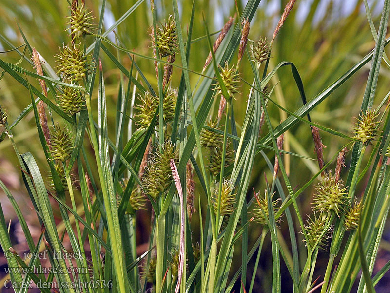 Common Yellow Sedge Lännenhernesara Laiche tige basse Grönstarr