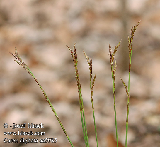 Carex digitata Fingered Sedge Finger-Segge Turzyca palczasta