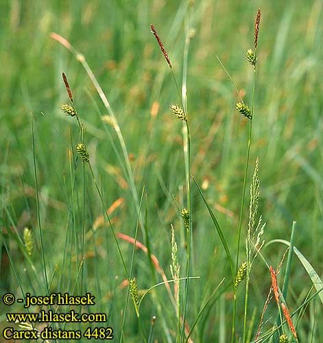 Carex distans Laiche distante Carice spighe distanziate