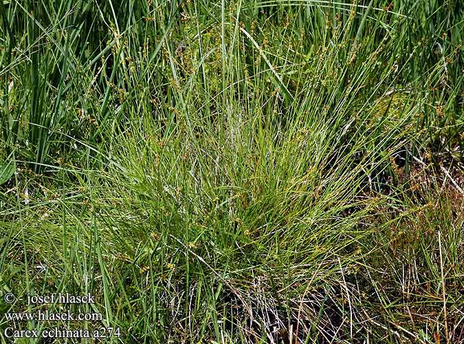 Carex echinata Vignea stellulata Star Sedge Töviskés sás Igel-Segge