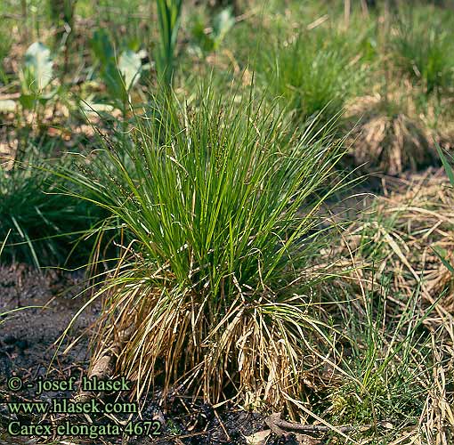 Carex elongata Elongated Sedge Pitkäpääsara Laiche allongée