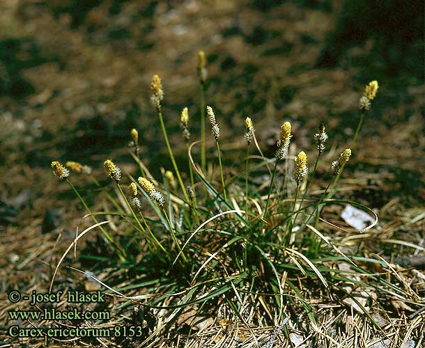 Carex ericetorum Heath Sedge Kanervisara Laiche bruyères