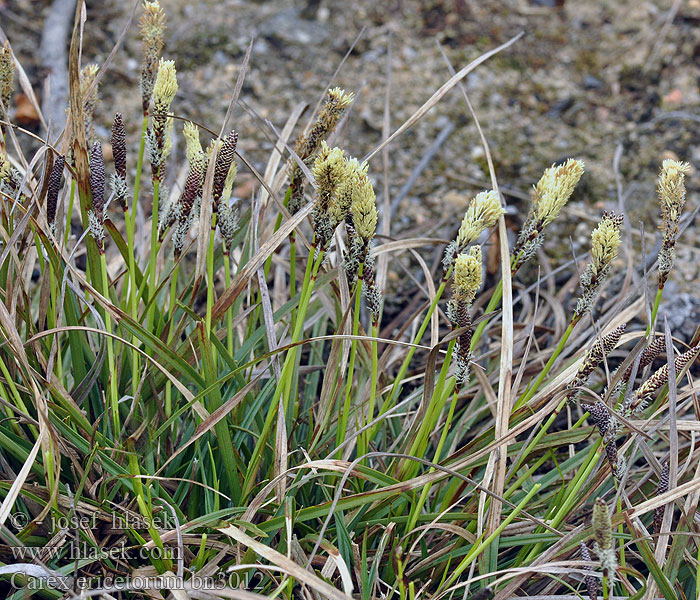 Carex ericetorum Heide-Segge Turzyca wrzosowiskowa