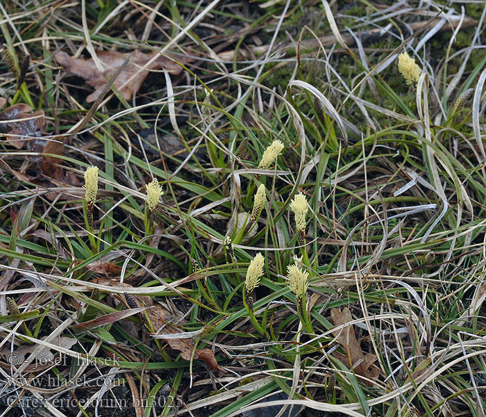 Carex ericetorum Ostřice vřesovištní Lyng-star