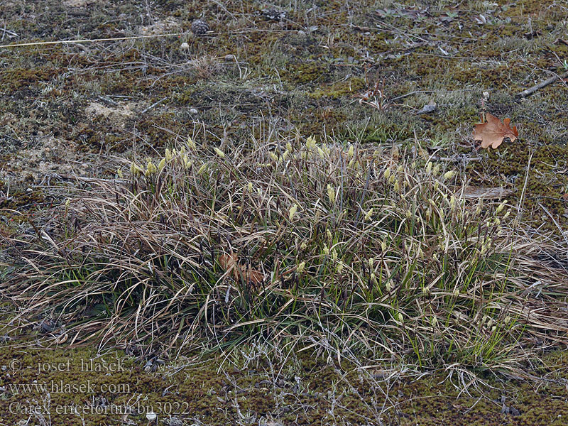 Carex ericetorum Heidezegge Vrištinski šaš Fenyérsás