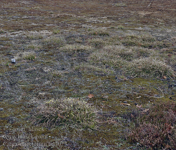 Carex ericetorum Bakkestarr Осока верещатниковая