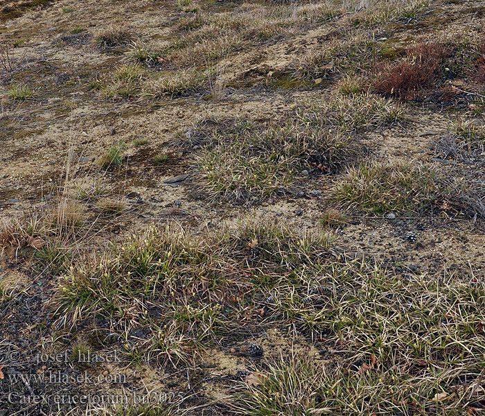 Carex ericetorum Ostrica vresovisková Resavski šaš