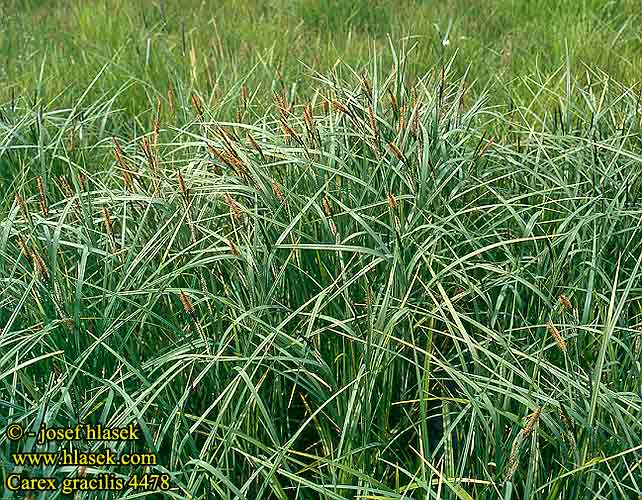 Carex gracilis acuta Slender Tufted-Sedge Carice palustre