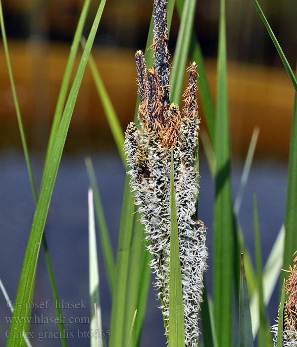 Carex gracilis Kvass-starr Осока острая гостра Ostri šaš Skarpstarr