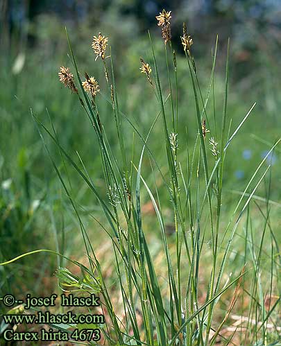 Carex hirta Hairy Sedge Karvasara Laiche hérissée Carice villosa