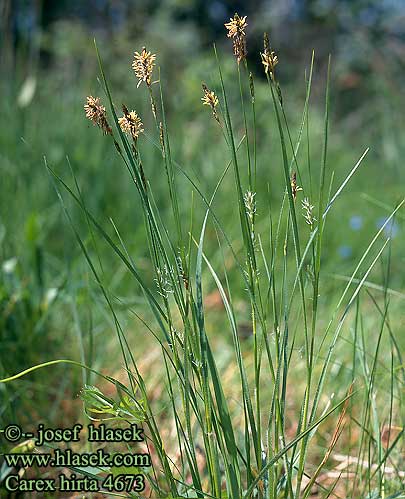 Carex hirta Hairy Sedge Karvasara Laiche hérissée Carice villosa