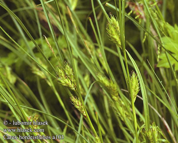 Carex hordeistichos Ostřice ječmenovitá Laiche apparence Orge