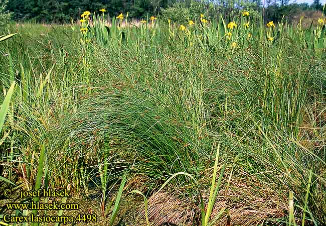 Carex lasiocarpa Slender Sedge Jouhisara Laiche utricules velus