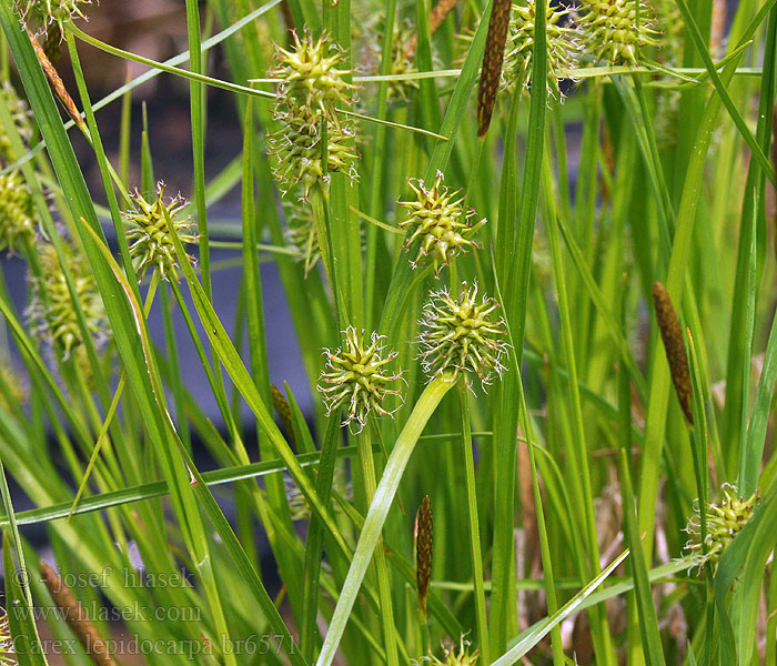 Carex lepidocarpa Turzyca łuszczkowata Ostřice šupinoplodá