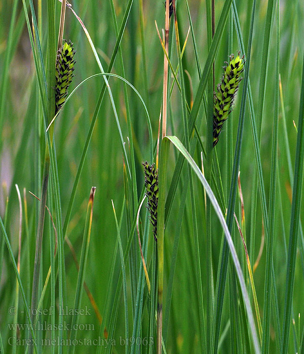 Carex melanostachya Ostřice černoklasá Schwarzährige Segge