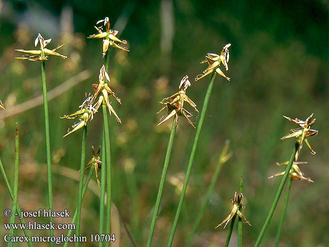 Carex microglochin Carice appuntita Bristle sedge Syl-Star Sukassara