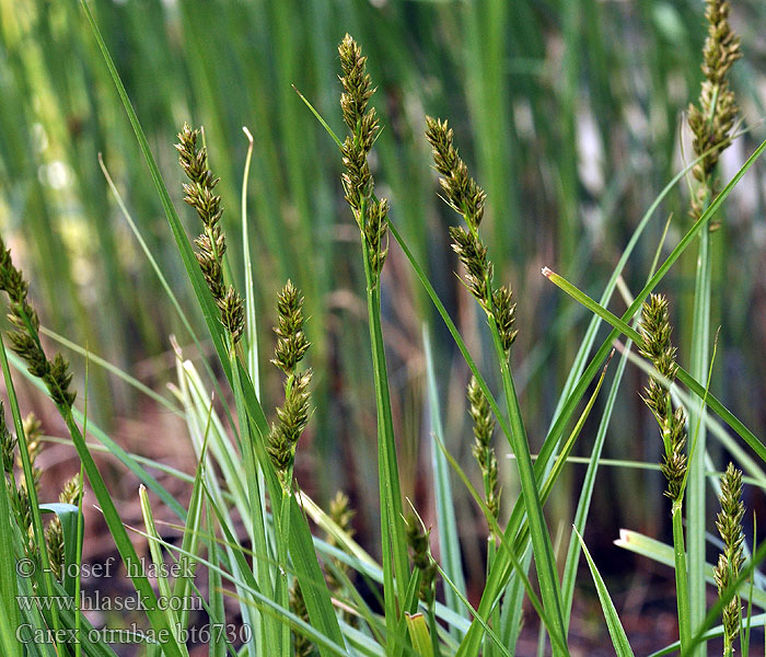 Carex otrubae Ostřice Otrubova Hain-Segge False fox sedge