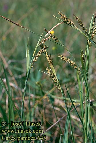 Carex panicea Hirssisara Laiche faux panic Carice migliacea