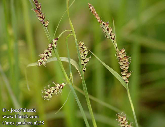 Ostřice prosová Ostrica prosová Carnation Sedge Hirse-Star