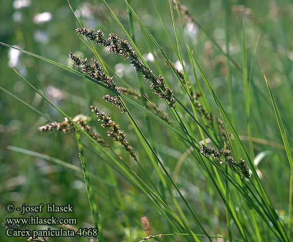 Carex paniculata Laiche paniculée Carice pannocchiata Bugás sás