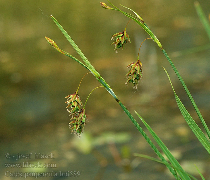 Riesel-SeggeBoreal bog sedge Turzyca patagońska Laiche inondable