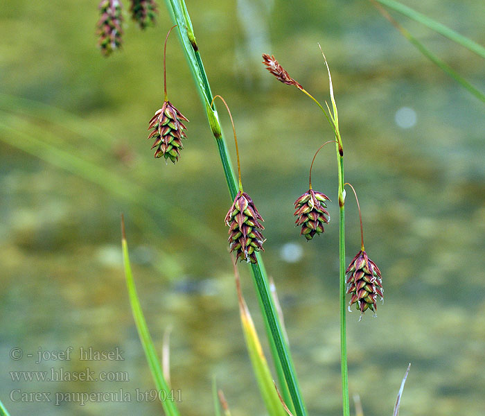 Carex paupercula magellanica Ostřice vrchovištní