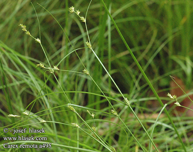 Carex remota Remote Sedge Winkel-Segge Turzyca odległokłosa