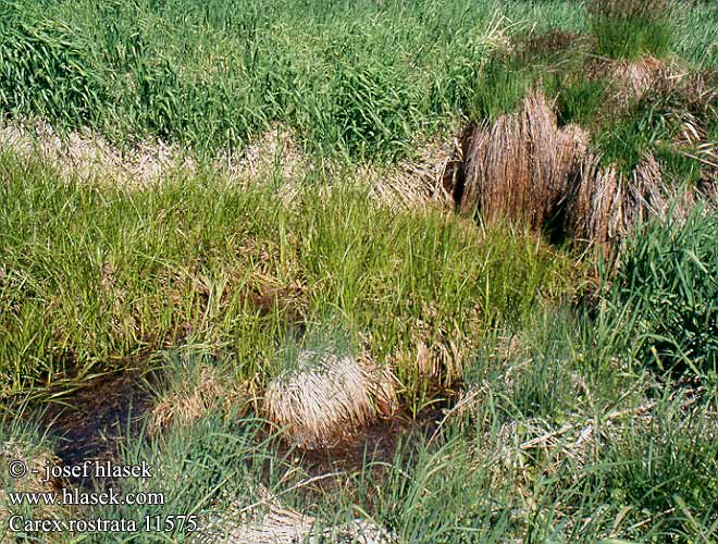 Carex rostrata Bottle Sedge Pullosara Schnabel-Segge