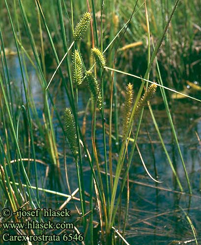 Turzyca dzióbkowata Ostřice zobánkatá Ostrica zobáčikatá Beaked Sedge